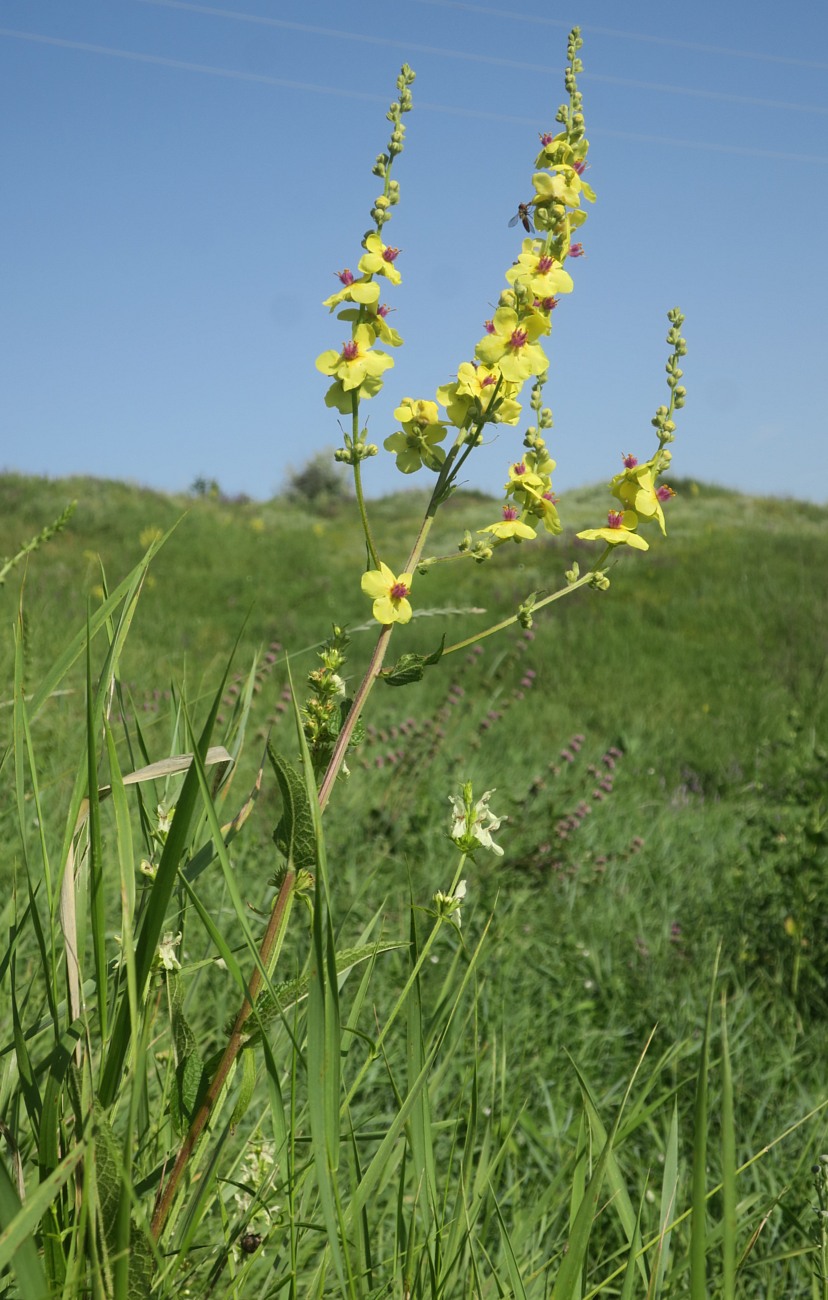 Image of Verbascum marschallianum specimen.