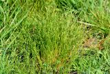 Juncus bufonius. Плодоносящее растение. Санкт-Петербург, Красносельский р-н, окр. ж.-д. ст. «Скачки», край луга. 21.06.2021.