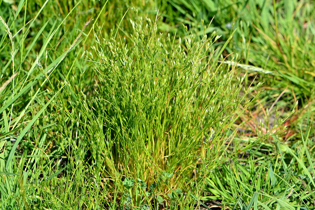 Image of Juncus bufonius specimen.