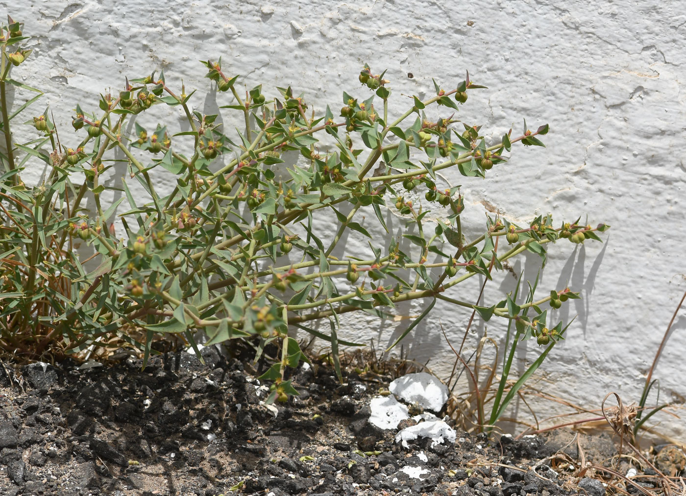 Image of Euphorbia taurinensis specimen.