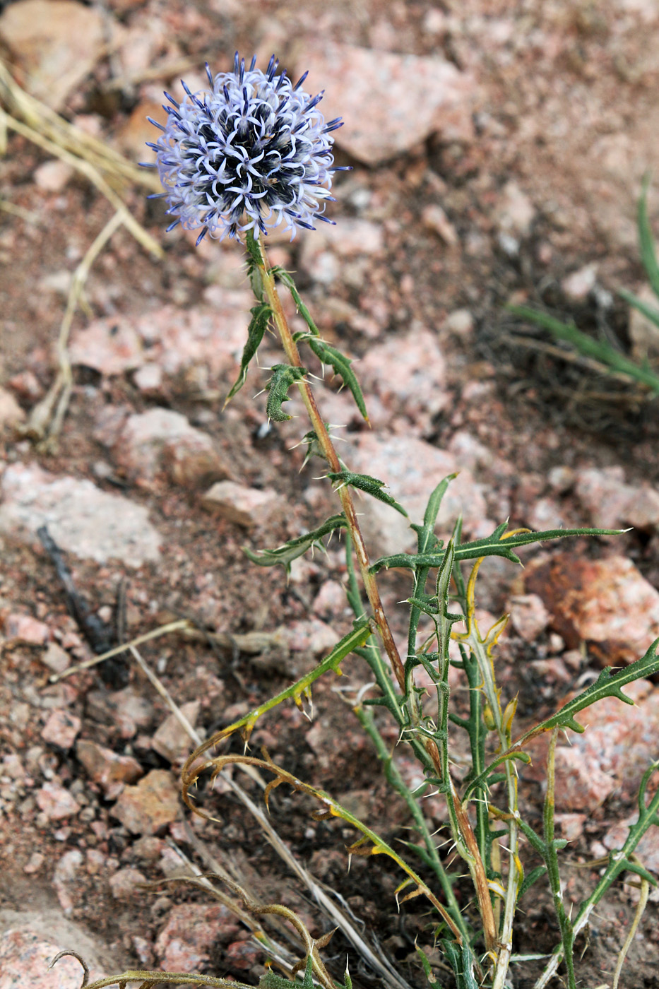 Image of Echinops tschimganicus specimen.