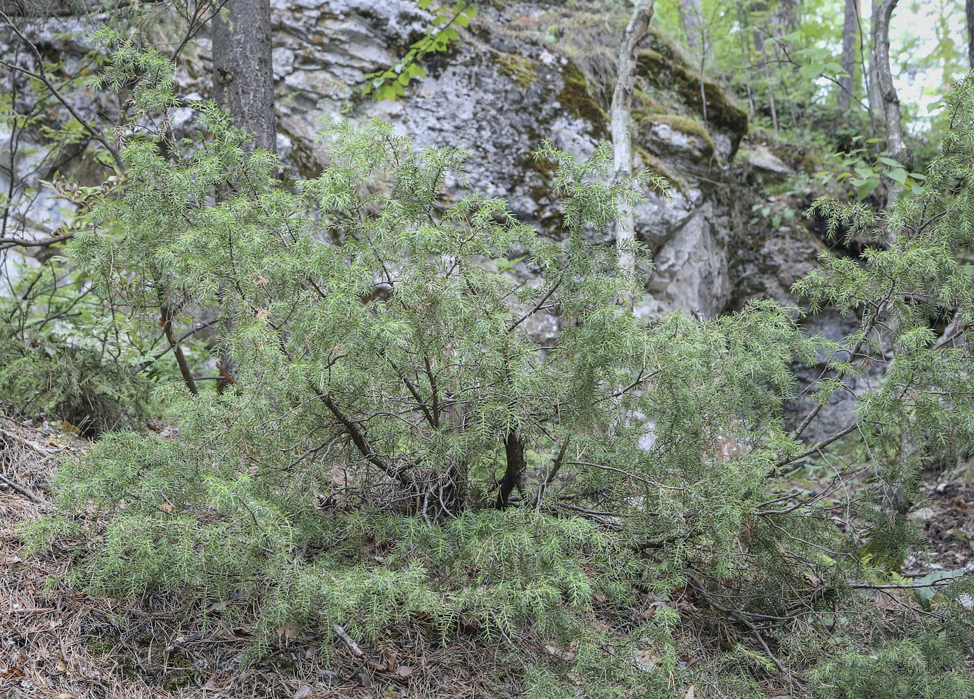 Изображение особи Juniperus communis.