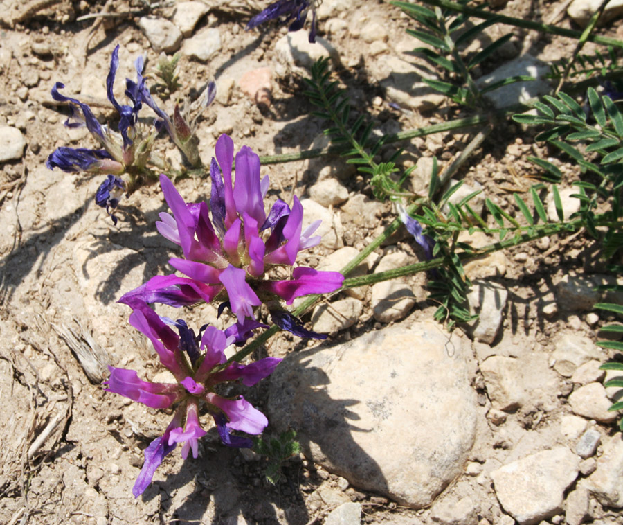 Изображение особи Astragalus onobrychis.