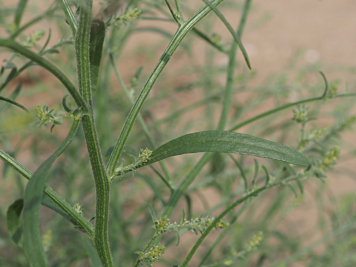 Image of genus Corispermum specimen.