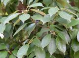 Quercus glauca. Ветвь с молодыми жёлудями. Абхазия, пос. Цандрыпш, в озеленении. 11.08.2021.