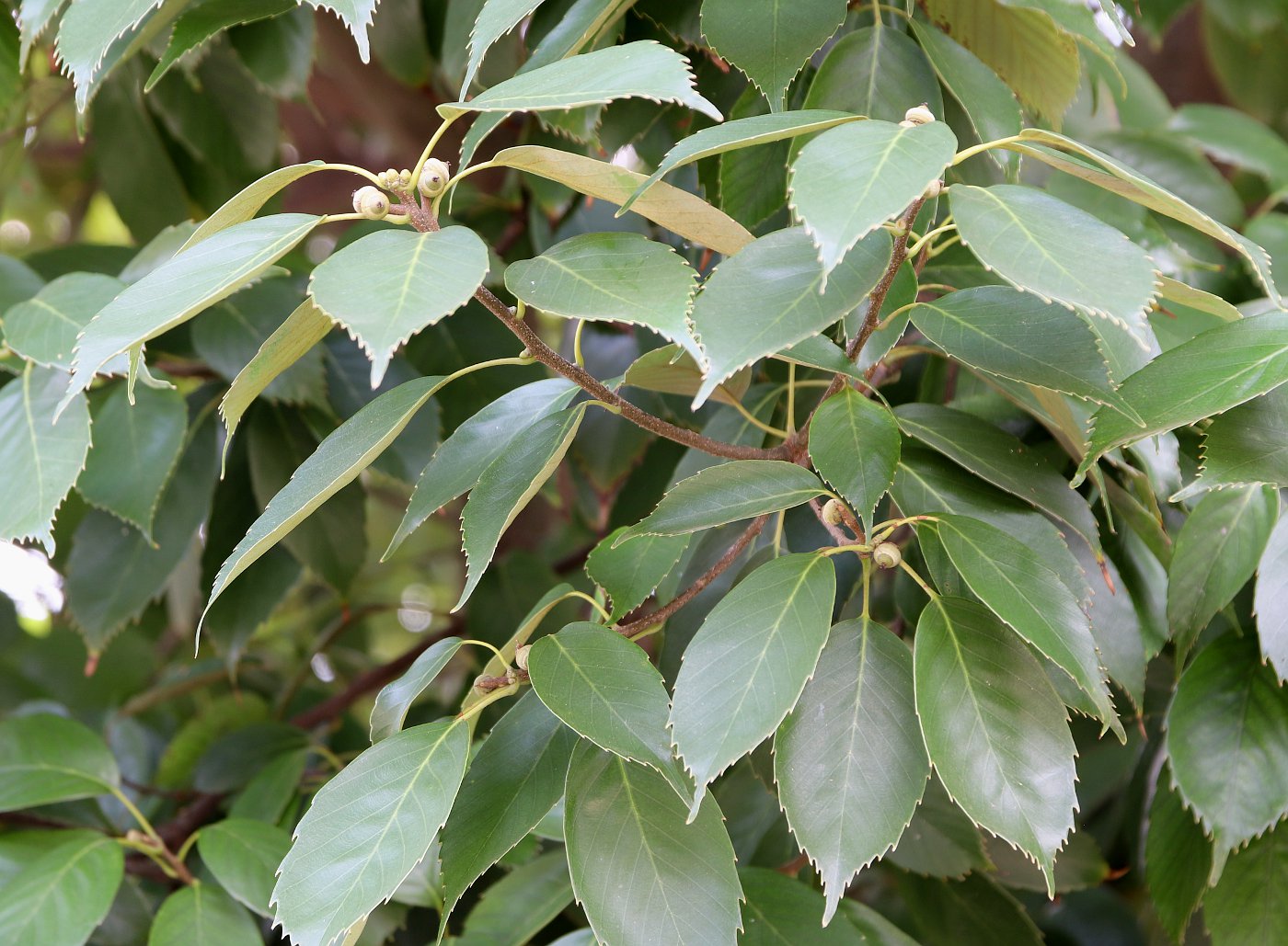 Image of Quercus glauca specimen.
