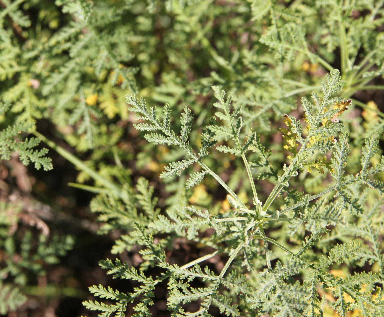 Image of genus Artemisia specimen.