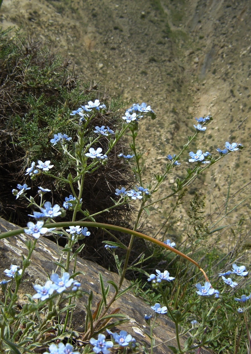 Image of Lappula heteracantha specimen.