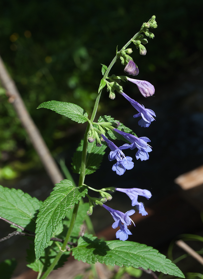 Изображение особи Nepeta sibirica.