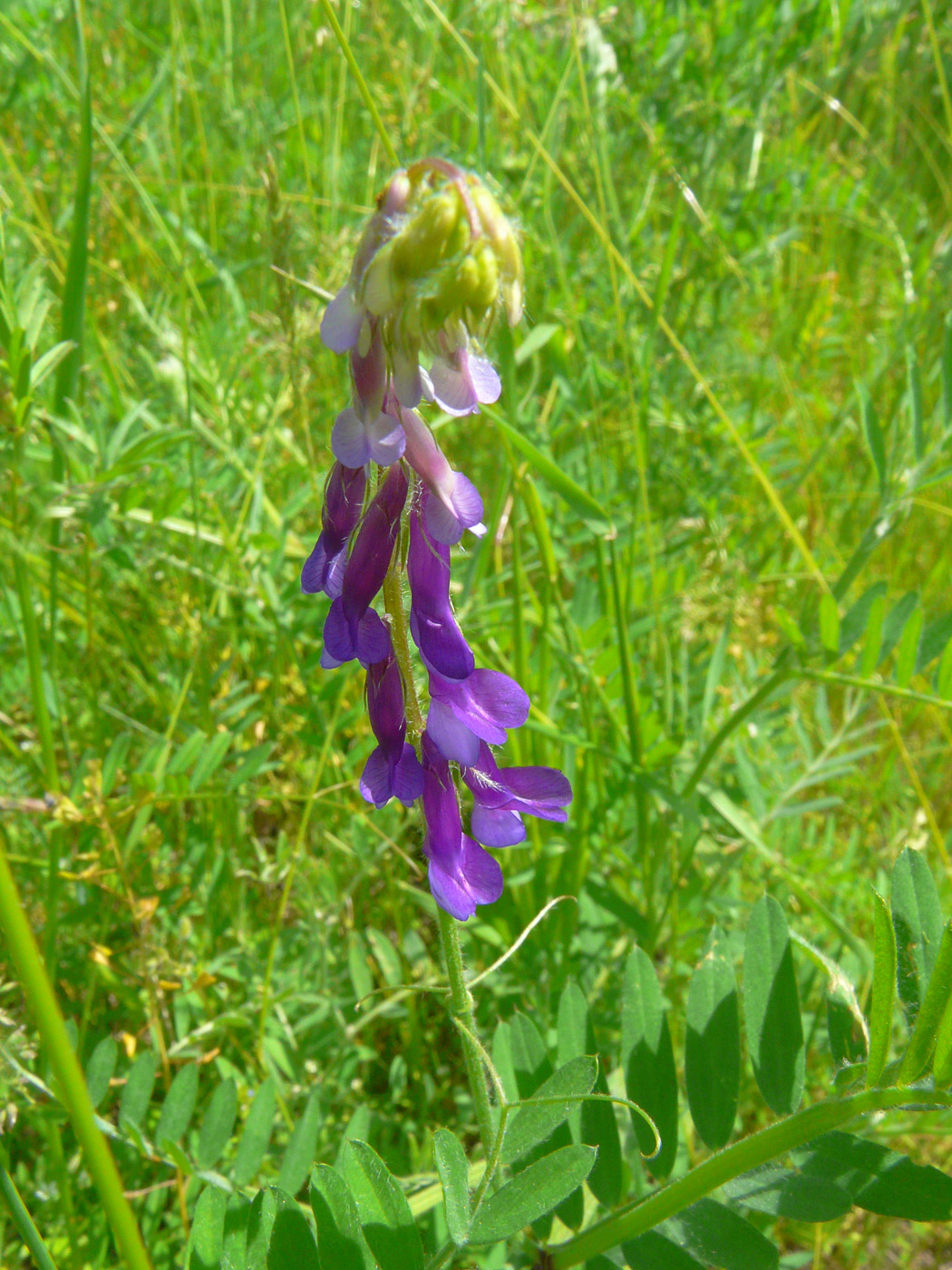 Image of Vicia villosa specimen.