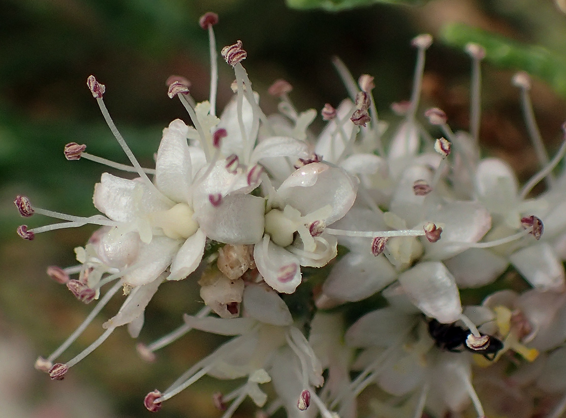 Изображение особи Tamarix smyrnensis.