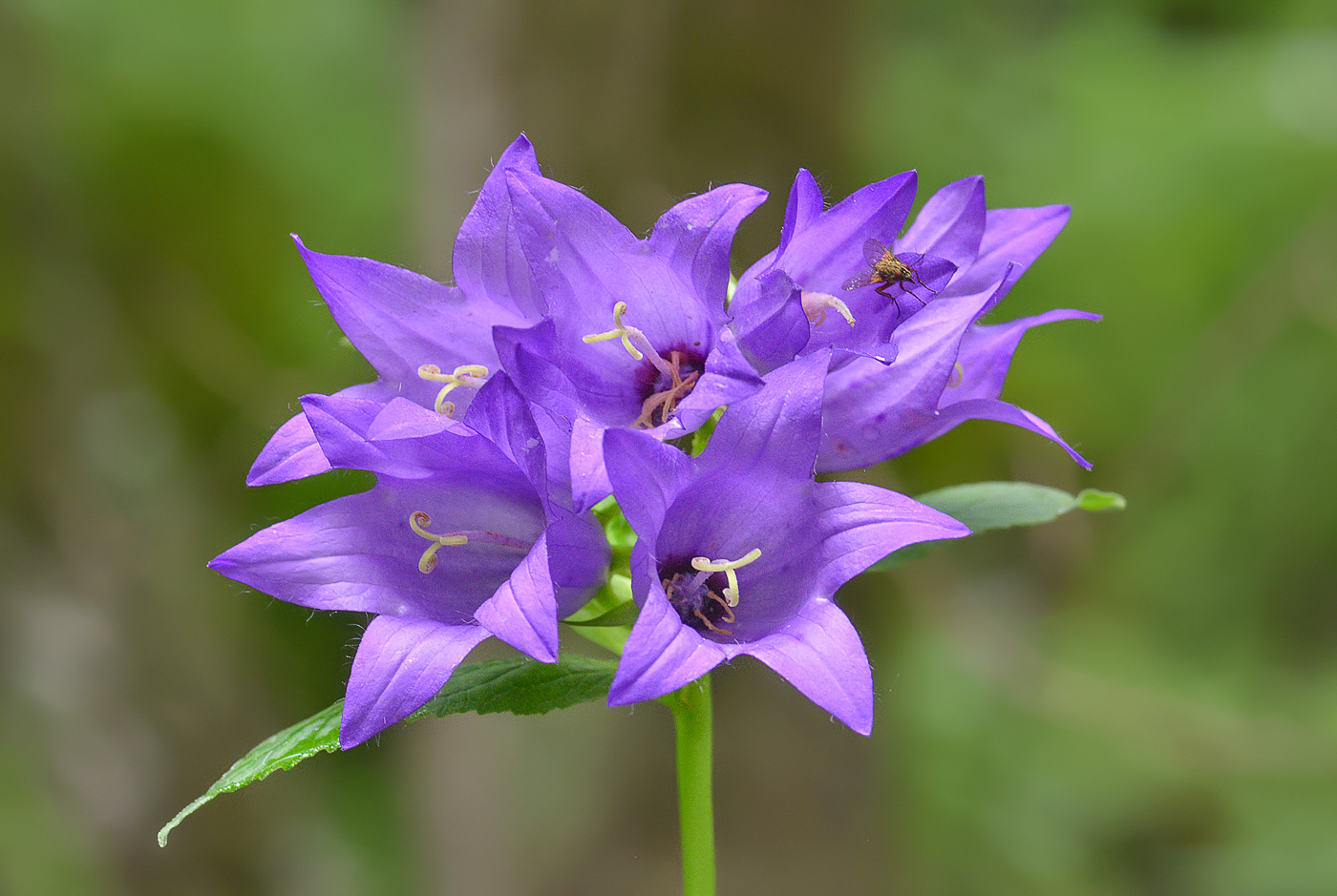 Image of Campanula trautvetteri specimen.