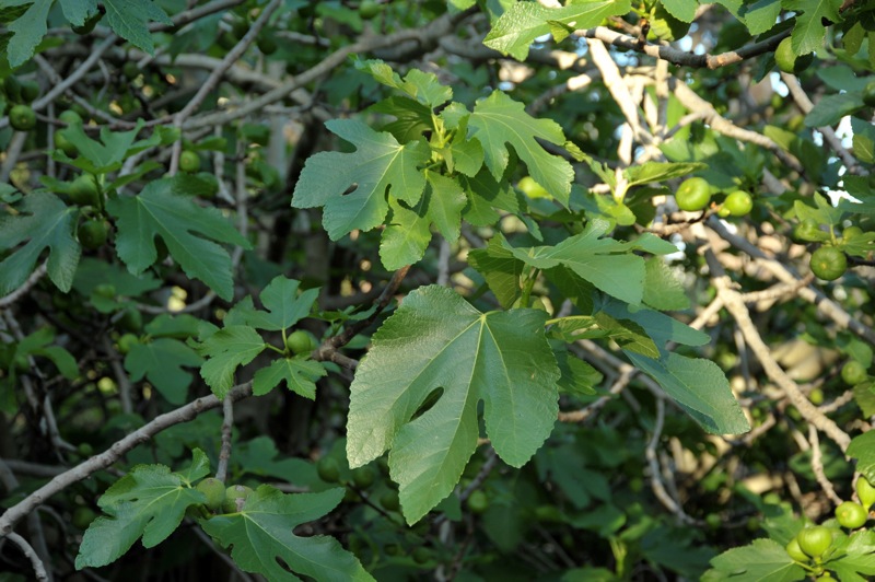 Изображение особи Ficus carica.