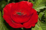 Papaver umbonatum