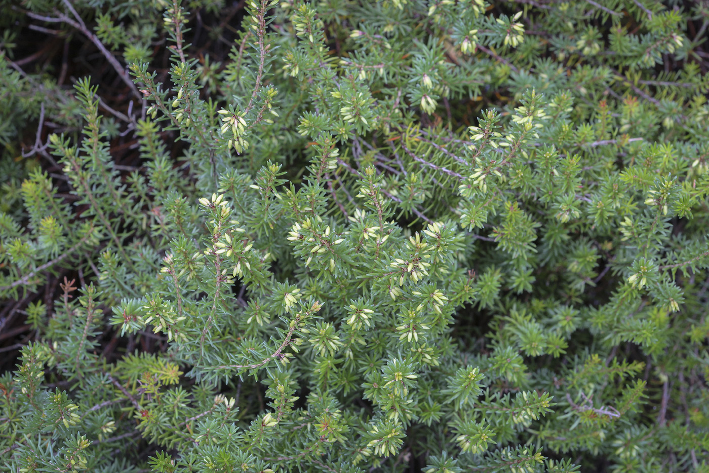 Image of Erica carnea specimen.