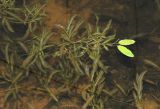Potamogeton gramineus