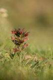 Echium russicum. Цветущее растение. Кабардино-Балкария, Чегемский р-н, окр. с. Булунгу, ок. 1700 м н.у.м., каменистый склон. 05.08.2021.