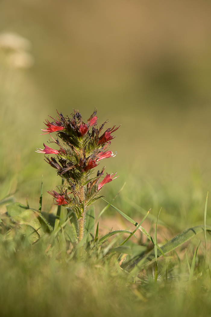 Изображение особи Echium russicum.