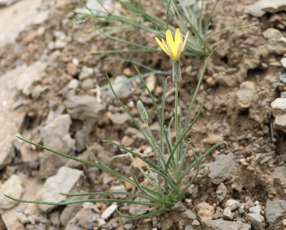 Image of genus Scorzonera specimen.