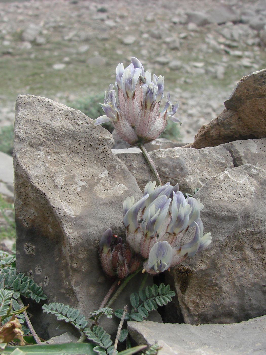 Image of Astragalus caulescens specimen.