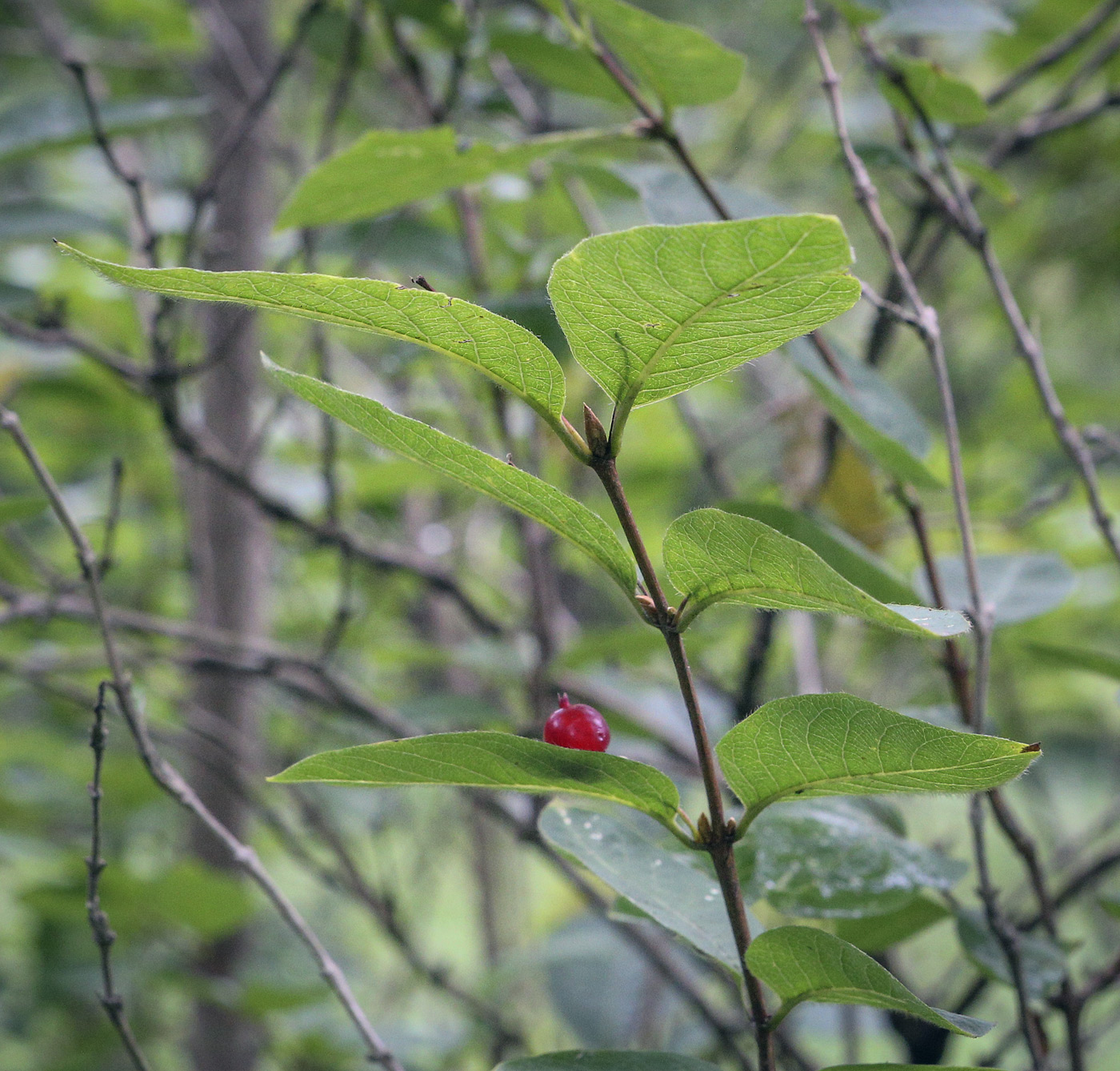 Изображение особи Lonicera sachalinensis.