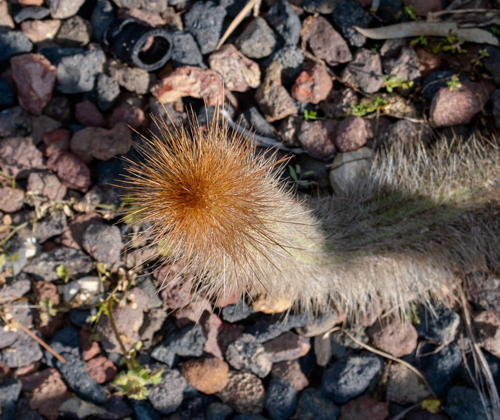 Изображение особи Cleistocactus baumannii.