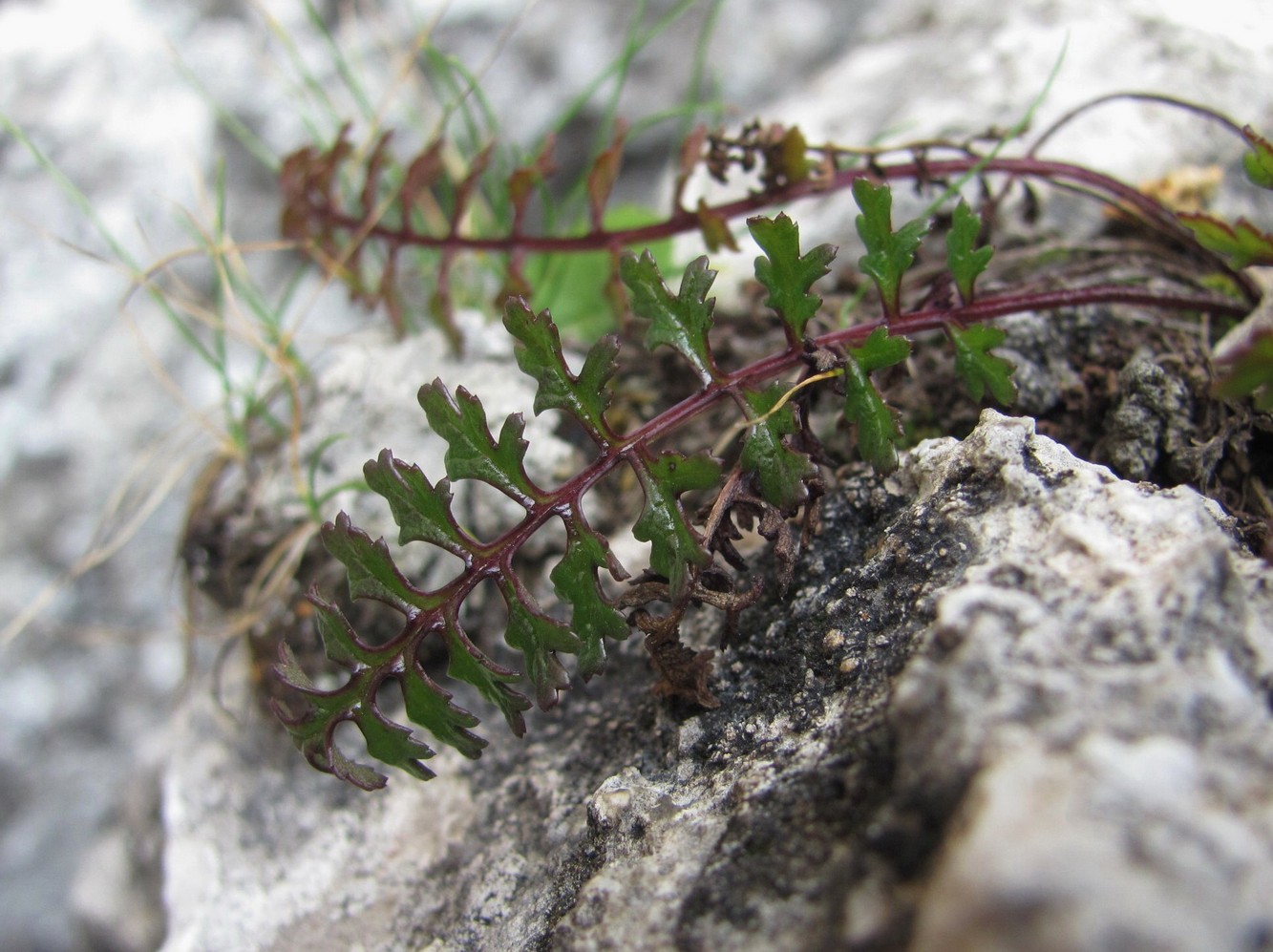 Изображение особи Pedicularis nordmanniana.