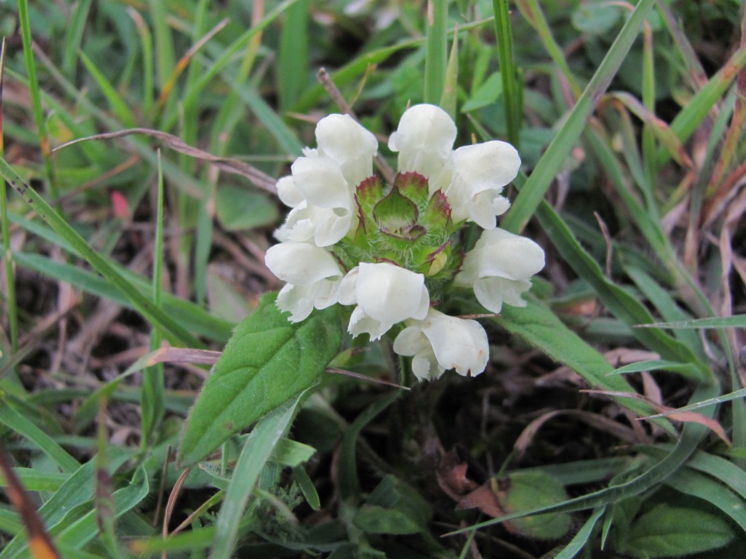 Image of Prunella laciniata specimen.