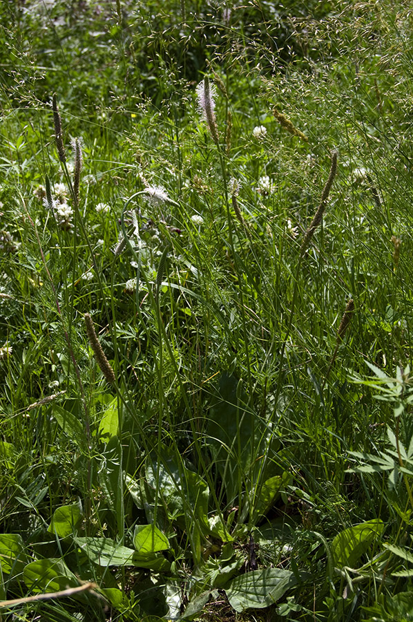 Изображение особи Plantago media.