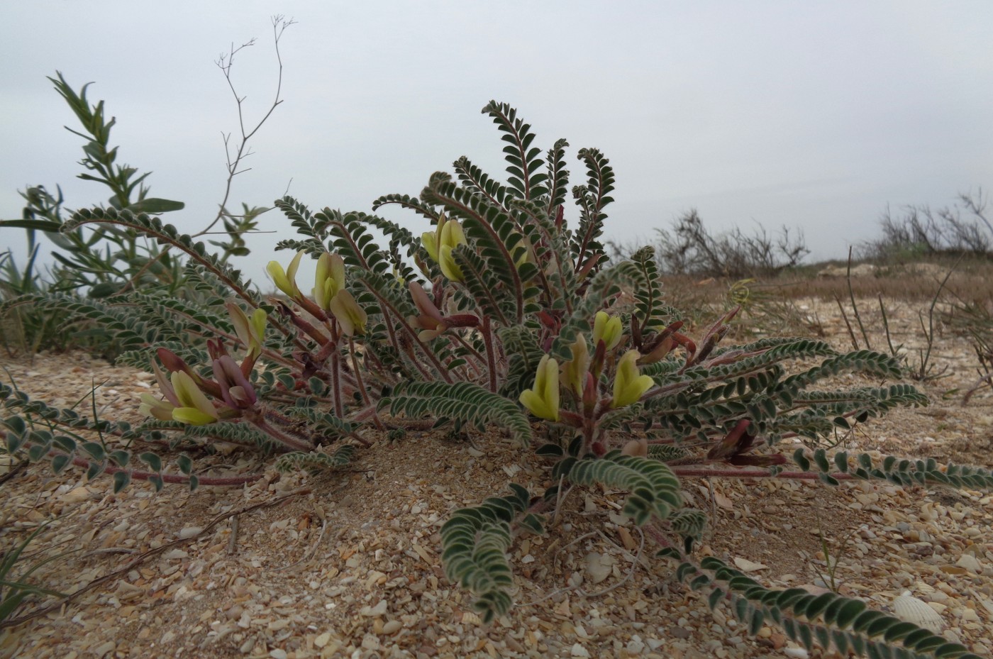 Изображение особи Astragalus bakuensis.