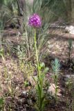 Anacamptis pyramidalis