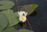 Nymphaea candida. Цветки и листья. Калужская обл., Боровский р-н, окраина дер. Сатино, р. Протва. 3 июля 2020 г.