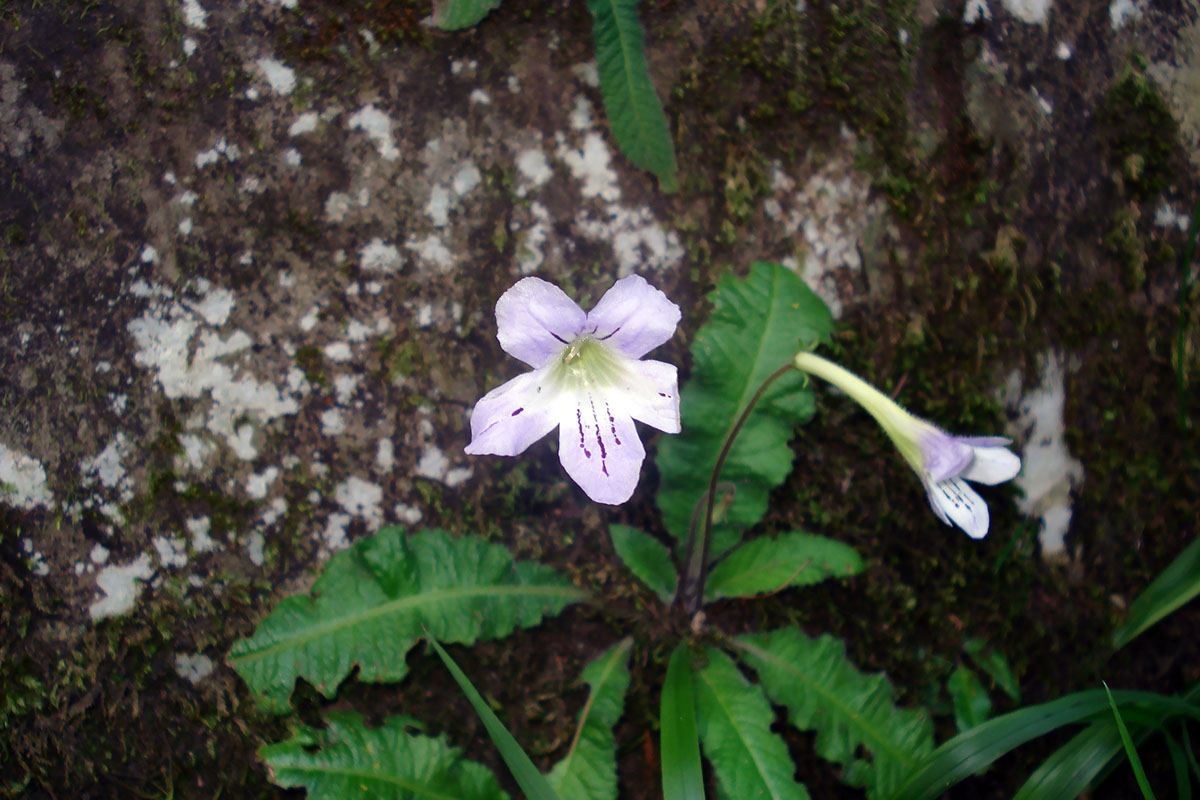 Image of genus Streptocarpus specimen.