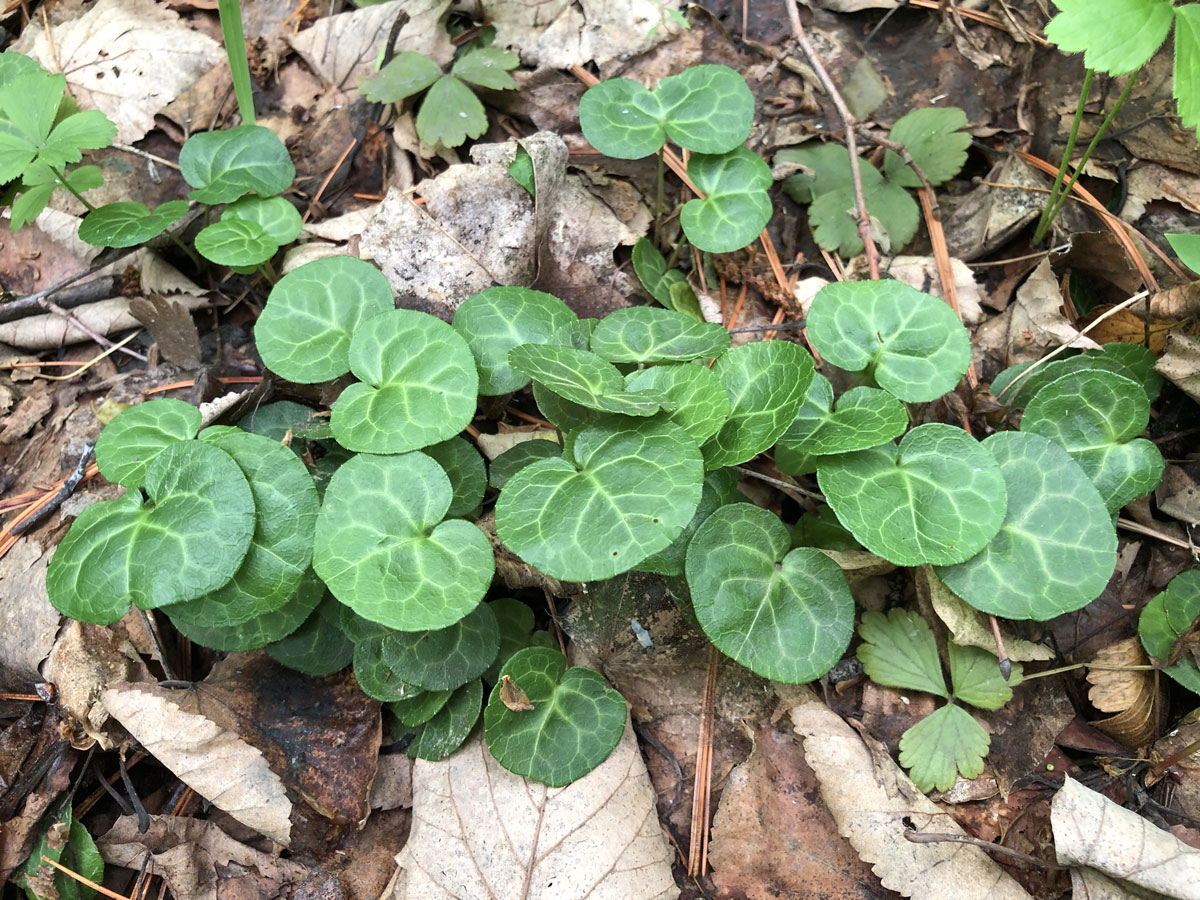 Image of Pyrola renifolia specimen.