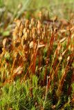 Polytrichum swartzii. Побеги со спорогонами. Беларусь, Витебская обл., Городокский р-н, дер. Сурмино, берег оз. Белое, сырой лужок на месте вырубленного ольшаника, близ воды. 23.06.2022.