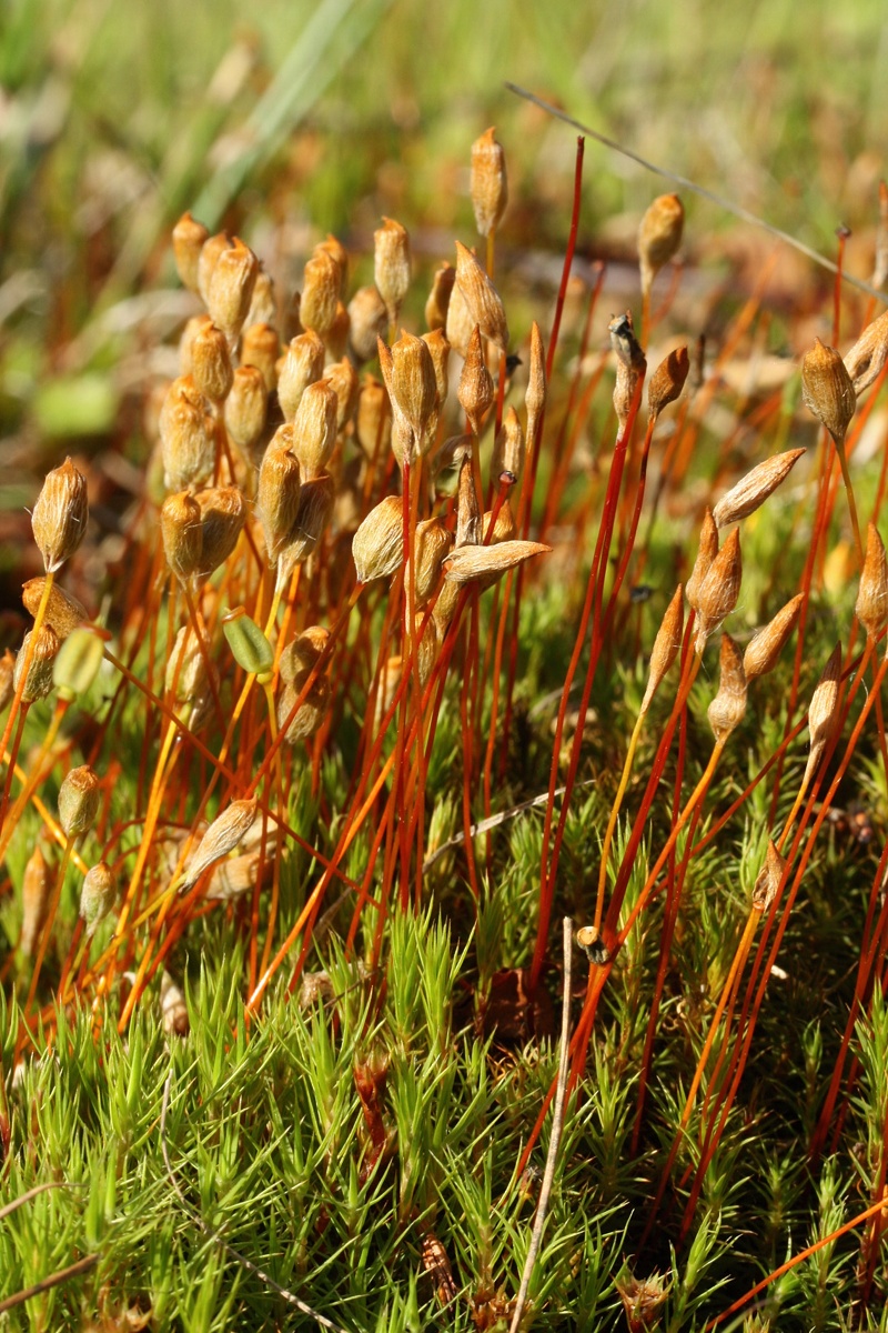 Image of Polytrichum swartzii specimen.