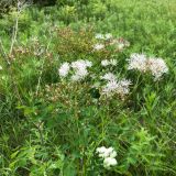 Thalictrum contortum