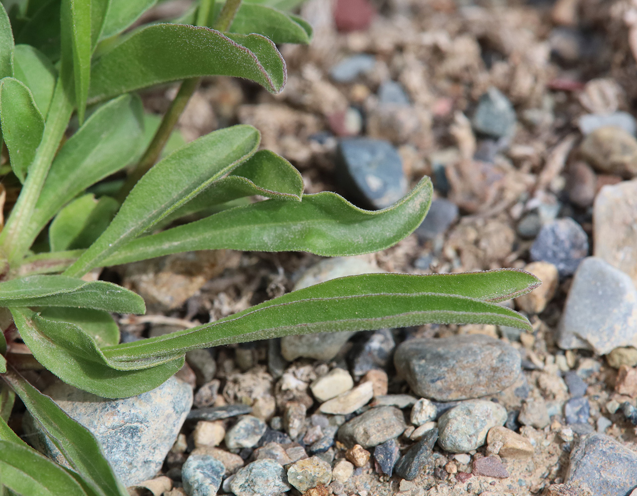 Изображение особи Aster alpinus.