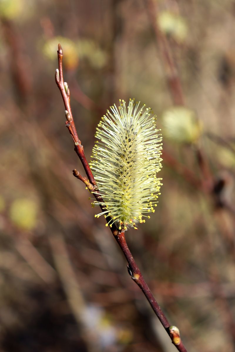 Image of genus Salix specimen.