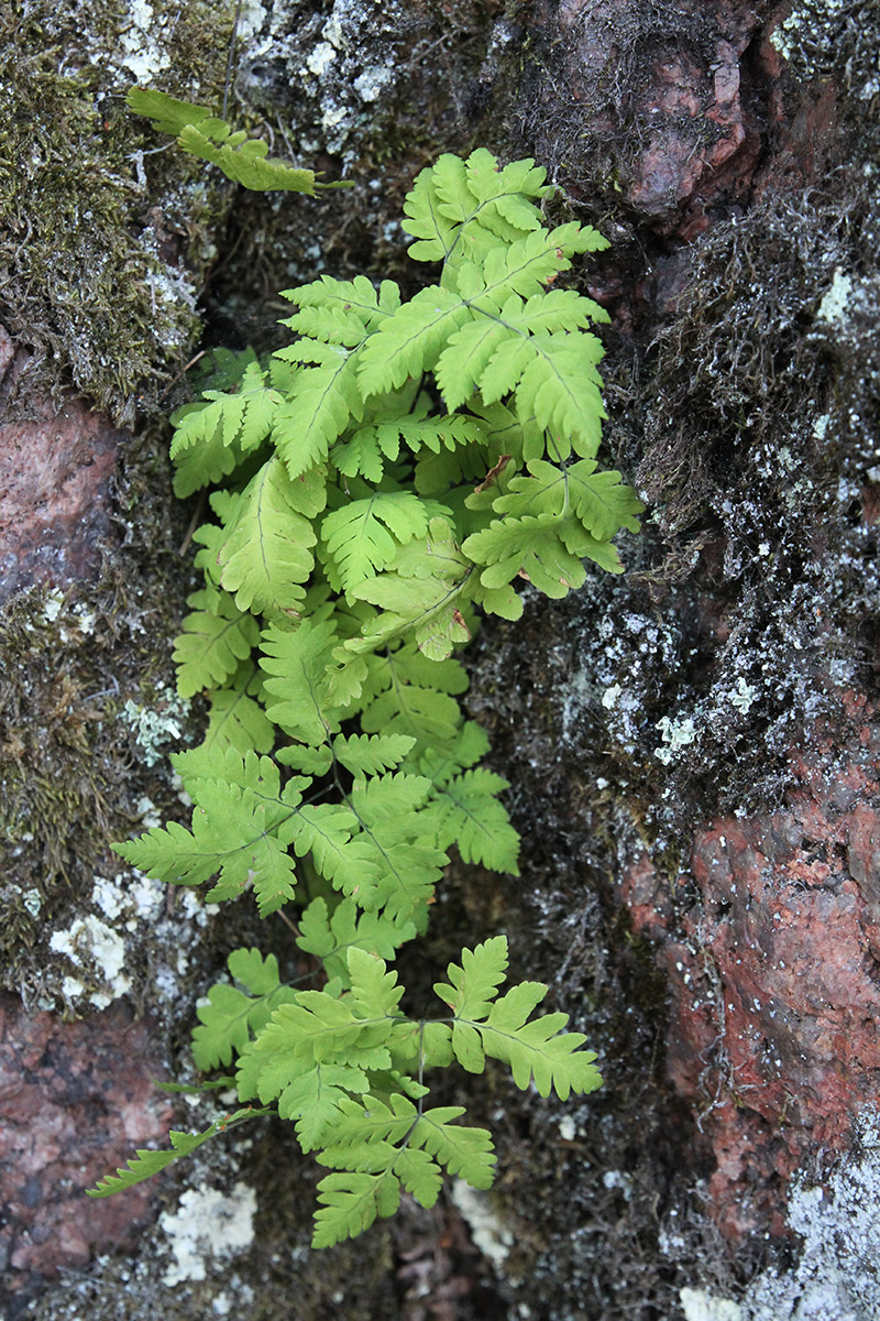 Image of Gymnocarpium dryopteris specimen.