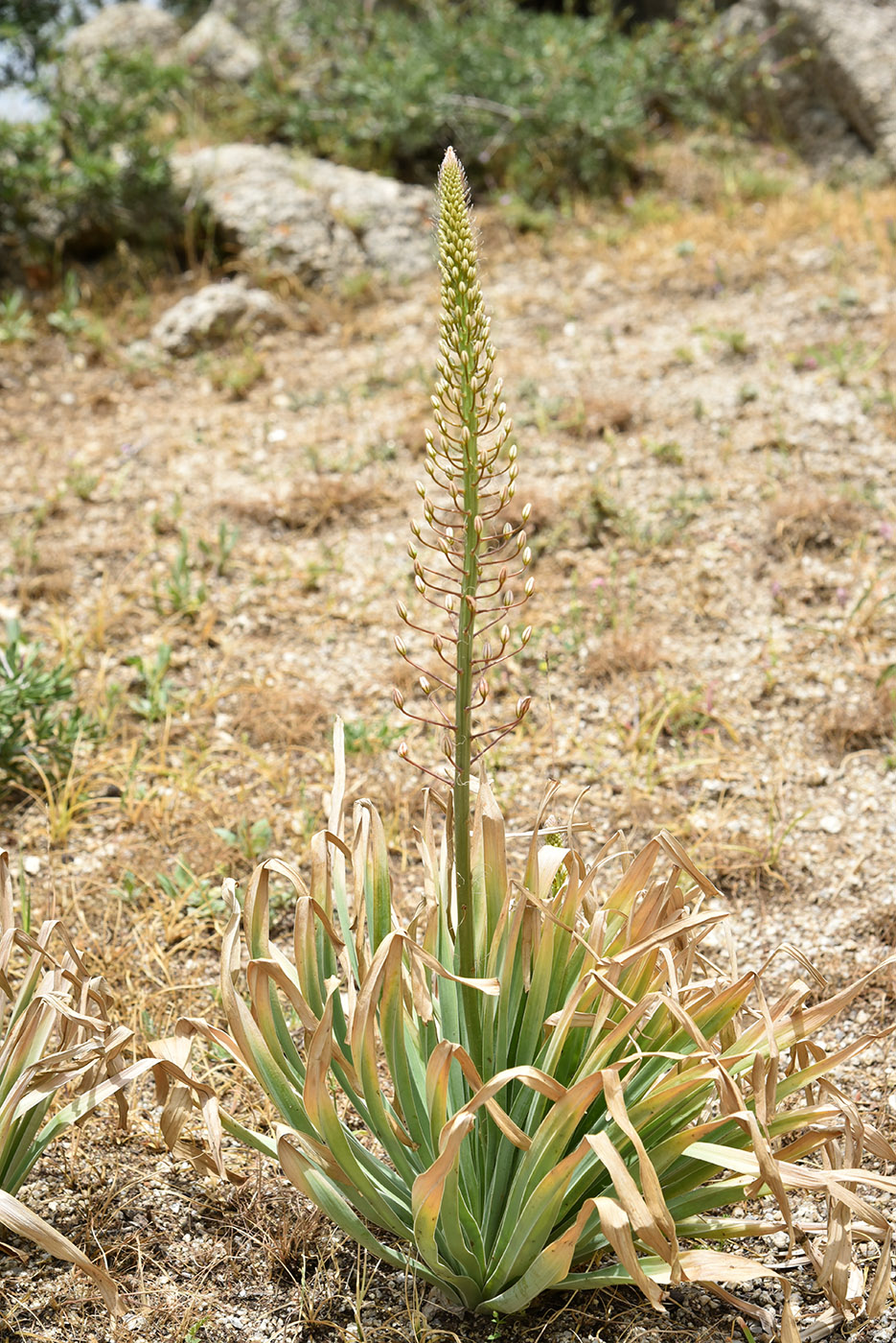 Изображение особи Eremurus olgae.