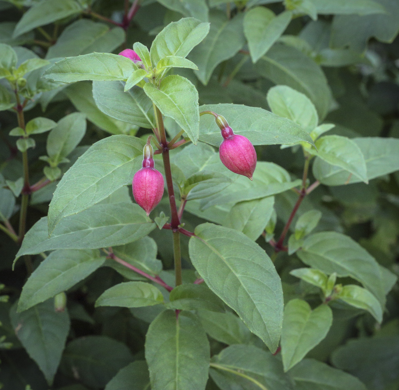 Image of Fuchsia hybrida specimen.