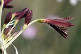 Ungernia sewerzowii. Соцветие. Южный Казахстан, Таласский Алатау, подгорная степь, сай Унгур. 13.07.2010.