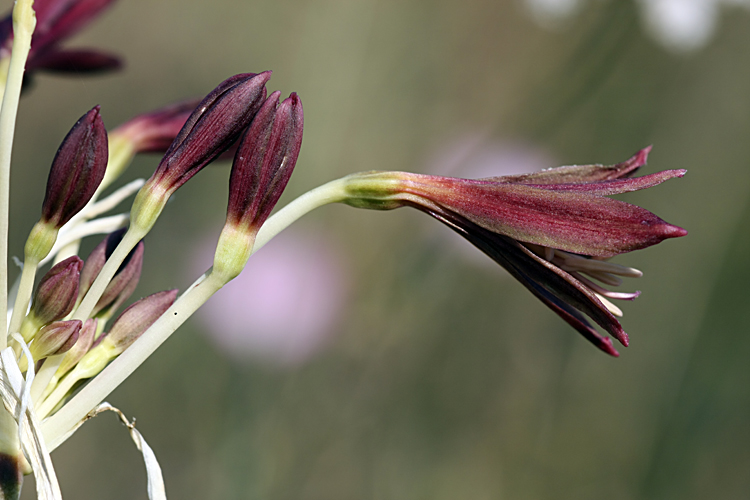 Изображение особи Ungernia sewerzowii.