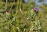 Cirsium vlassovianum. Верхушки побегов с соцветиями. Приморский край, Уссурийский гор. округ, окр. с. Монакино, луг на небольшой сопке. 03.09.2022.