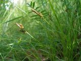 Carex caryophyllea