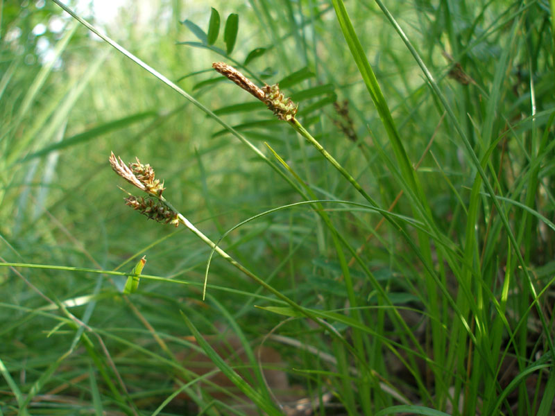 Image of Carex caryophyllea specimen.