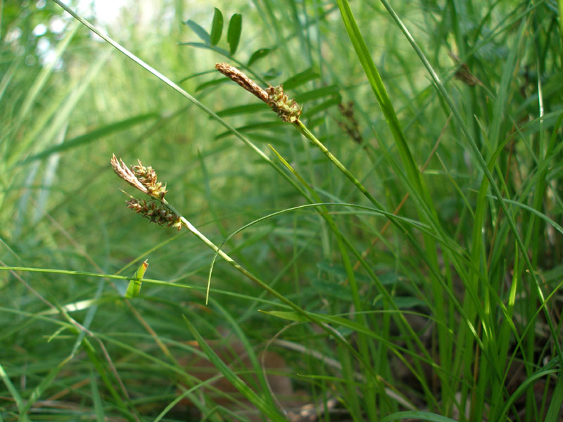 Изображение особи Carex caryophyllea.