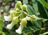 Sophora flavescens. Соцветие. Приморский край, Партизанский р-н, западнее Партизанской ГРЭС, в подошве дамбы. 27.07.2021.