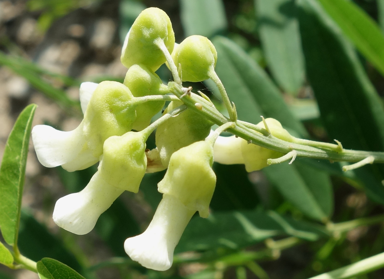 Изображение особи Sophora flavescens.